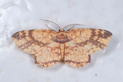 烏塗花尺蛾 Yashmakia suffusa 雄蟲