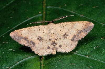 褐緣黃尺蛾 Lophobates inchoata 雄蟲