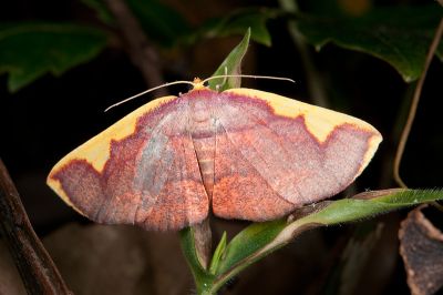 大黃齒尺蛾 Nothomiza flavicosta 雌蟲