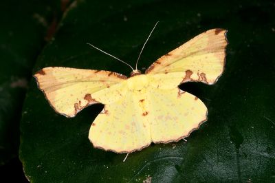 滿月圓窗尺蛾 Corymica pryeri 雌蟲