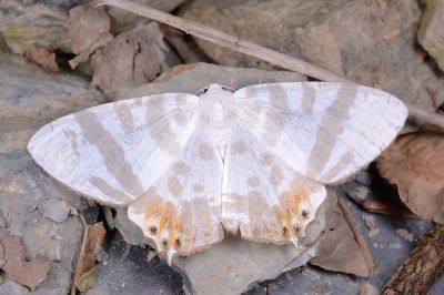 粗帶刺尾尺蛾 Tristrophis rectifascia rectifascia 雄蟲