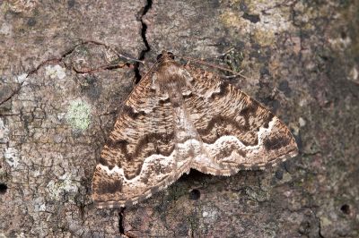 烏耳褐尺蛾 Scionomia sinuosa 雌蟲