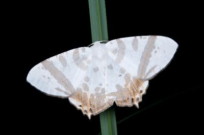 粗帶刺尾尺蛾 Tristrophis rectifascia rectifascia 雄蟲