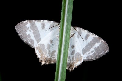 粗帶刺尾尺蛾 Tristrophis rectifascia rectifascia 雄蟲