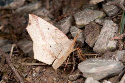 淡黃尺蛾 Pareclipsis serrulata 雌蟲