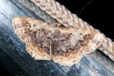 緣點姬黃尺蛾 Ninodes splendens 雄蟲