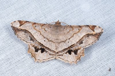 四黑斑帶尾尺蛾 Chiasmia intermediaria 雄蟲
