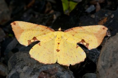 滿月圓窗尺蛾 Corymica pryeri 雌蟲