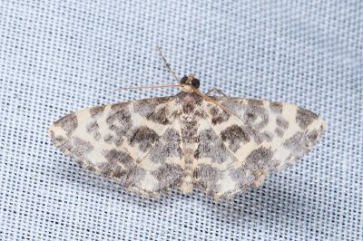 豹斑刮紋尺蛾 Monocerotesa abraxides 雄蟲