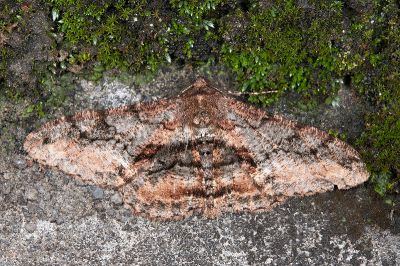 臺灣後眉尺蛾 Jankowskia taiwanensis 雄蟲