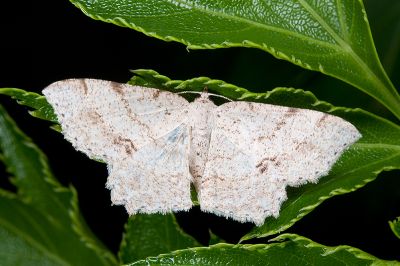 緣點點尺蛾 Calletaera basipuncta 雌蟲