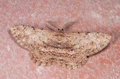 臺灣褐尺蛾 Hypomecis formosana 雄蟲