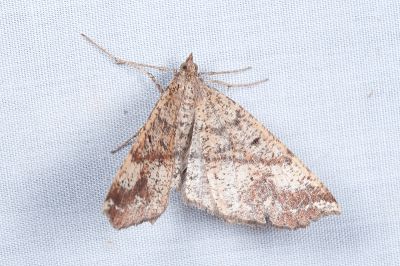 截角尺蛾 Xerodes crenulata 雌蟲