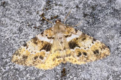黃星擬霜尺蛾 Psilalcis nigrifasciata 雄蟲