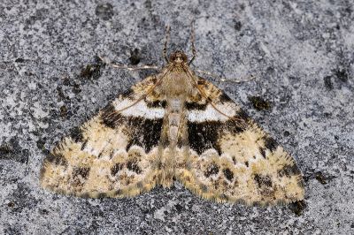 黃星擬霜尺蛾 Psilalcis nigrifasciata 雄蟲