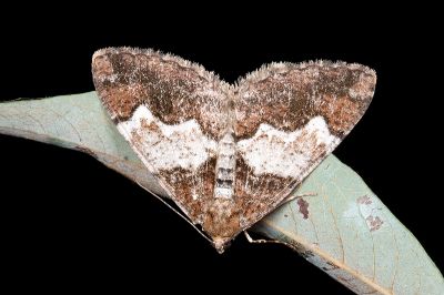 白峰霜尺蛾 Alcis tayulina