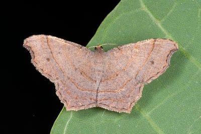 褐帶尾尺蛾 Chiasmia perfusaria 雌蟲