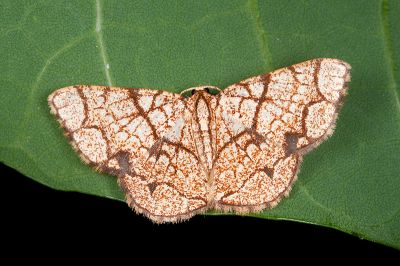 大斑四格尺蛾 Heterostegane subtessellata 雄蟲