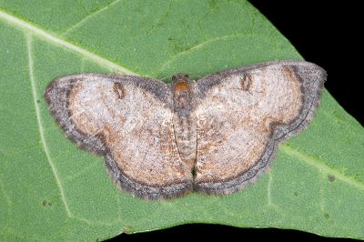 褐框尺蛾 Hydatocapnia gemina 雌蟲