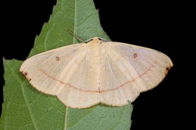 圓黃蟠尺蛾 Eilicrinia flava 雌蟲