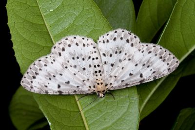 煙胡麻斑星尺蛾 Percnia suffusa 雌蟲