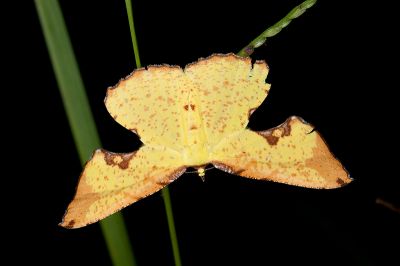 滿月圓窗尺蛾 Corymica pryeri 雌蟲