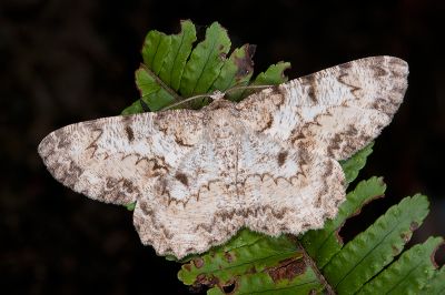 齒紋白褐尺蛾 Hypomecis percnioides 雄蟲