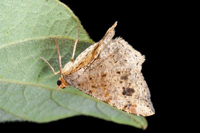 雙前斑尾尺蛾 Macaria abydata 雌蟲