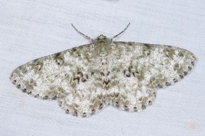 白四星尺蛾 Ophthalmitis albosignaria viridans 雄蟲