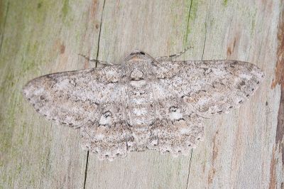 腎斑尺蛾 Ascotis selenaria imparata 雄蟲