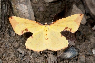 滿月圓窗尺蛾 Corymica pryeri 雌蟲
