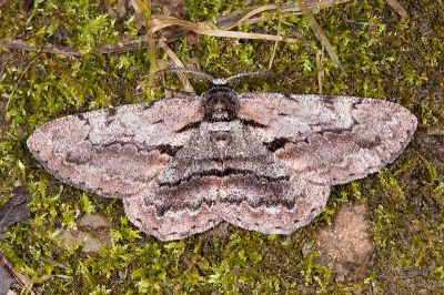 斜紋褐尺蛾 Hypomecis obliquisigna 雄蟲
