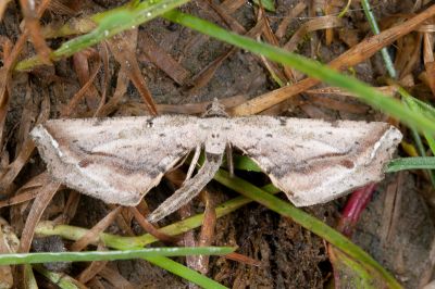 暗帶截翅尺蛾 Oxymacaria truncaria truncaria 雄蟲