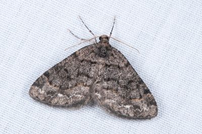 姬三線猗尺蛾 Anectropis fumigata 雄蟲