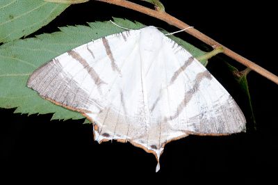 臺灣黑緣尾尺蛾 Ourapteryx taiwana 雌蟲