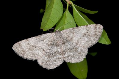 暗紋褐尺蛾 Hypomecis monotona 雌蟲