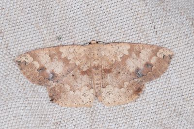 鋸紋枯葉尺蛾 Heterostegania lunulosa 雌蟲