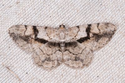 屈帶擬霜尺蛾 Psilalcis diorthogonia 雌蟲