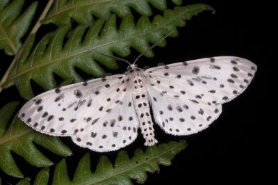 大胡麻斑星尺蛾 Antipercnia cordiforma 雄蟲