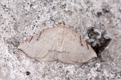 褐綠尺蛾 Aplochlora costipicta 雄蟲