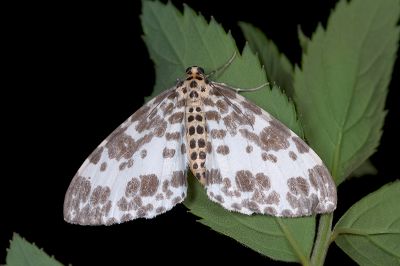 排尺蛾 Dilophodes elegans khasiana 雌蟲