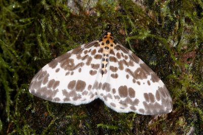 排尺蛾 Dilophodes elegans khasiana 雄蟲