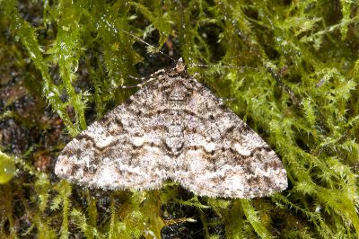 暗黃斑霜尺蛾 Alcis taiwanovariegata