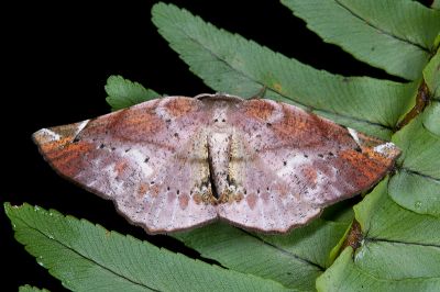污紋鈎角尺蛾 Agaraeus discolor 雄蟲