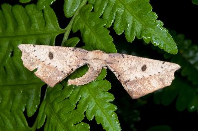 迷極尺蛾 Acrodontis mystica 雄蟲