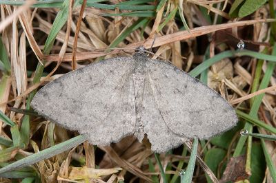 灰隱絨尺蛾 Gnophos delitescens 雄蟲