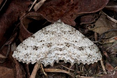 阿里山猗尺蛾 Ectropis arizanensis 雌蟲
