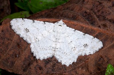 污雪尺蛾 Lassaba parvalbidaria parvalbidaria 雄蟲