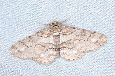 黃頂黑腰尺蛾 Cleora leucophaea taiwanensis 雄蟲