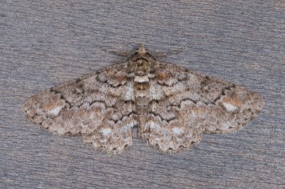 黃頂黑腰尺蛾 Cleora leucophaea taiwanensis 雄蟲